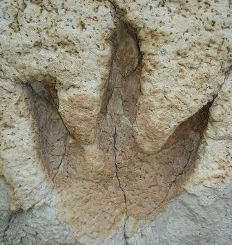 dinosaur-footprints-798024.jpg