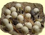 thumb_nest_orodromeus.jpg