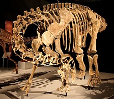  Nigersaurus dinosaurs