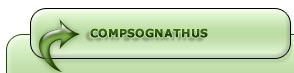 Compsognathus Dinosaur