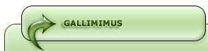 Gallimimus Dinosaur