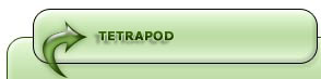 Tetrapod Dinosaur