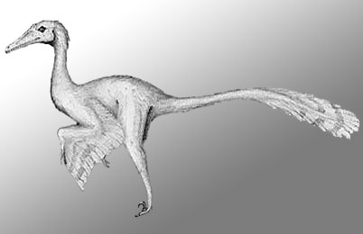 Buitreraptor Dinosaur