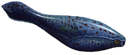 Arandaspis