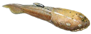 http://www.rareresource.com/images/dinosaurs/JawlessFishes/Tremataspis.png