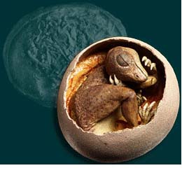 Dinosaur - History Of Eggs