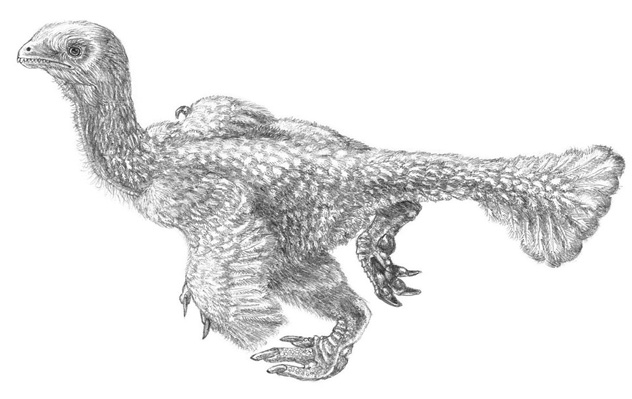 Ningyuansaurus Dinosaur