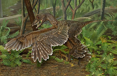 sinornithosaurus.jpg