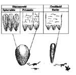 Dinosaur - Egg Types