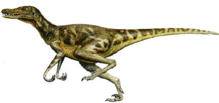 Velociraptor Dinosaur 