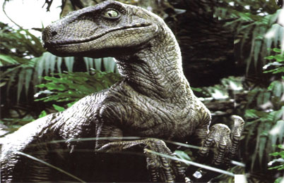 Velociraptor Dinosaur 