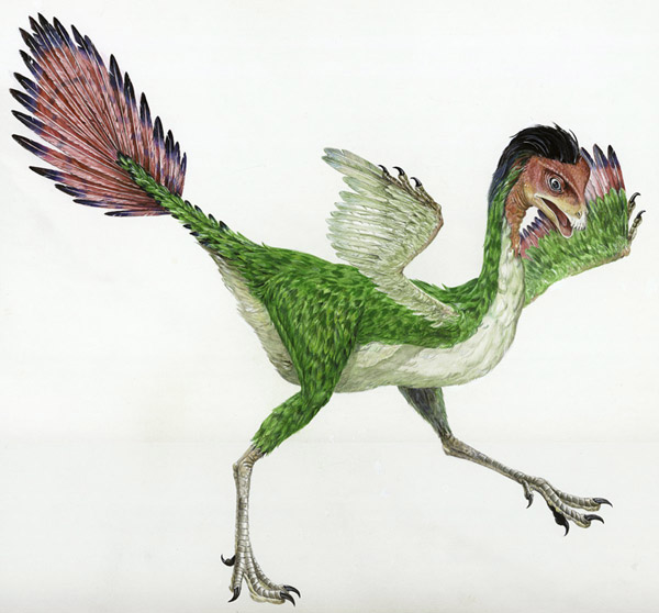 caudipteryx