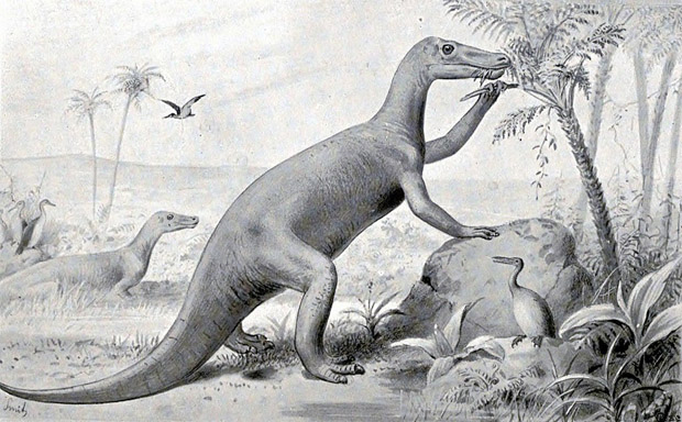claosaurus