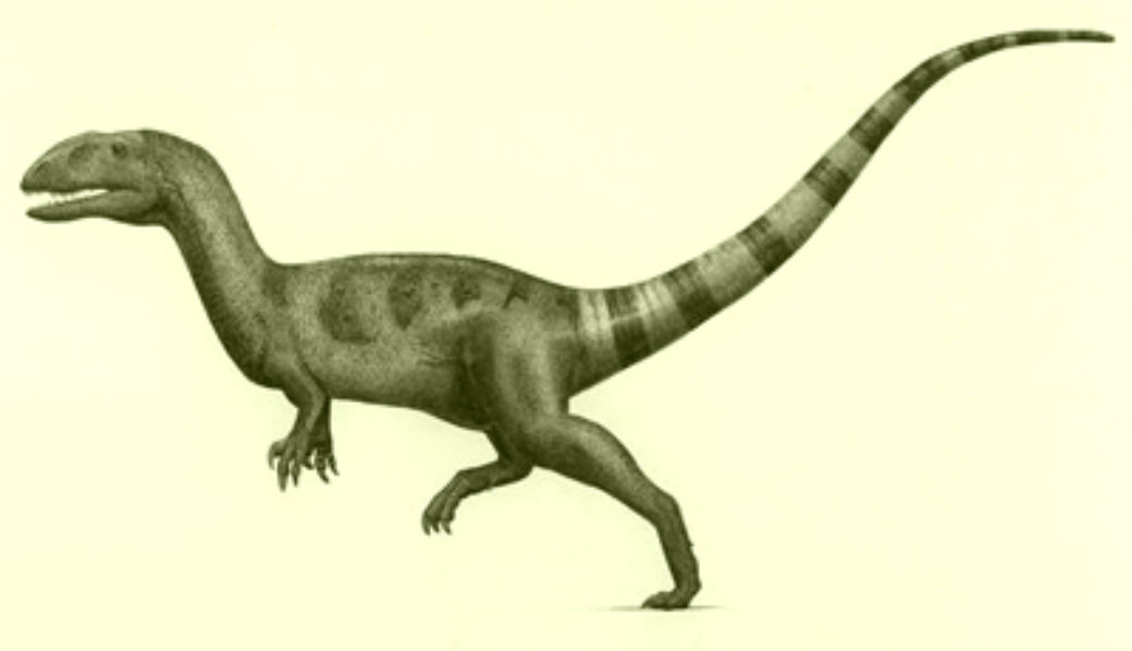 Neovenator Dinosaur