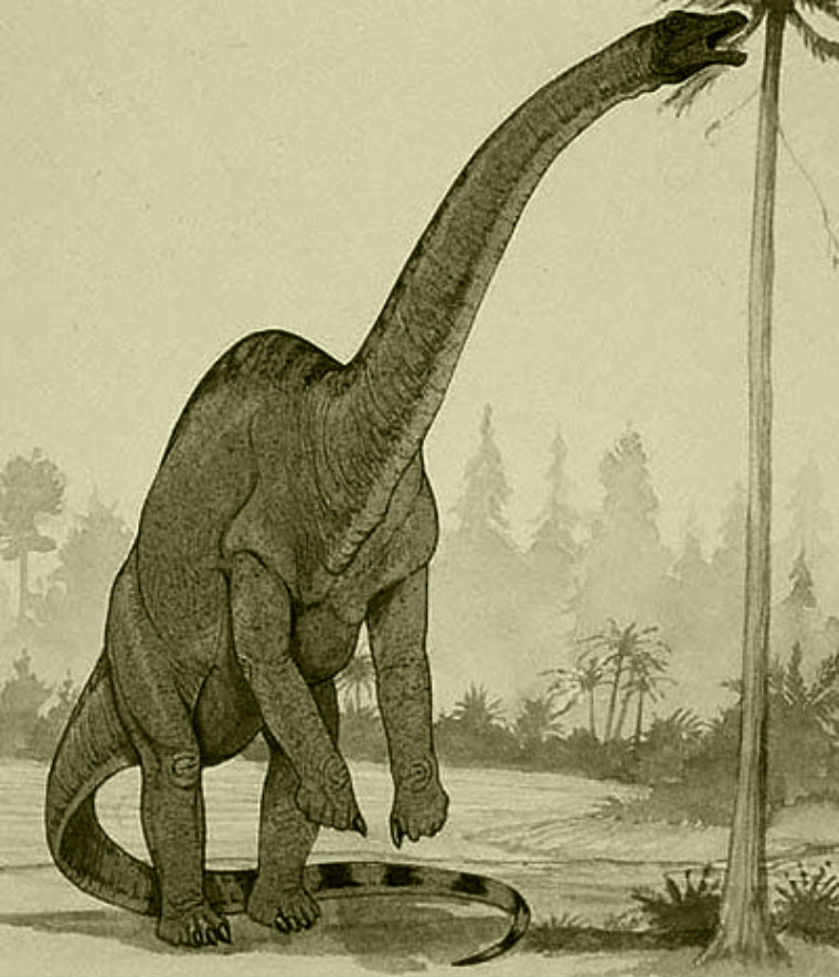 Rhoetosaurus Dinosaur