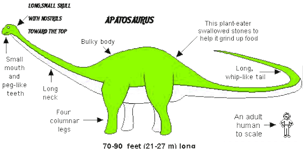Apatosaurus, Bons | Head - Apatosaurus Parts