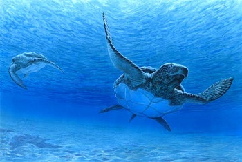 archelon dinosaur