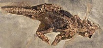 Beipiaosaurus dinosaur