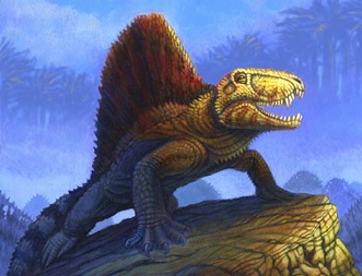 Dimetrodon Dinosaur, photos |information - Dimetrodon Gallery
