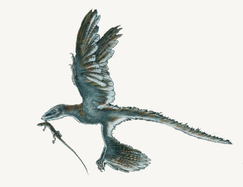 Microraptor.jpg