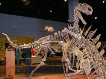 Monolophoasurus dinosaur