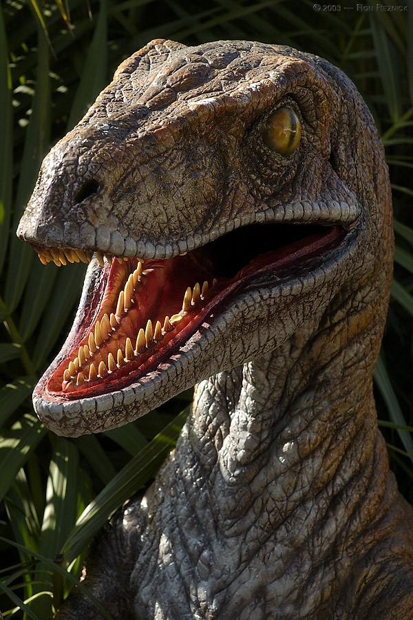 Velociraptor_6001.jpg