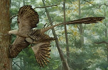 Microraptor dinosaur