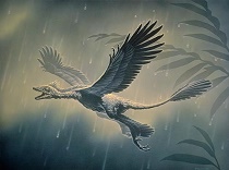 Microraptor dinosaur