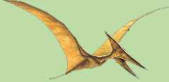 Pteranodon