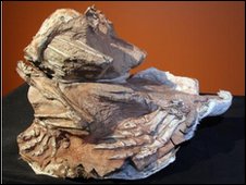 Fossil illustrates dinosaur caught in collapsing sand dune