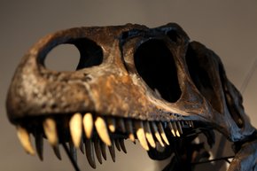 Replica dinosaur skeletons