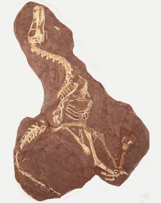 Velociraptor Dinosaur’s cousin discovered