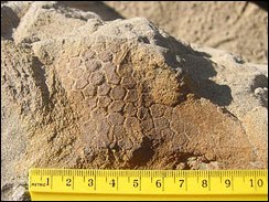 Dinosaur Skin Color Revealed