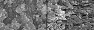 Differently shaped melanosomes contain differently coloured pigments