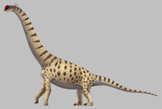 Lapparentosaurus 