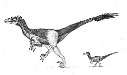  Neuquenraptor dinosaurs
