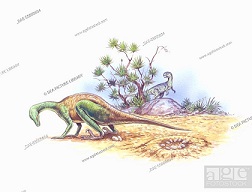 Orodromeus dinosaurs