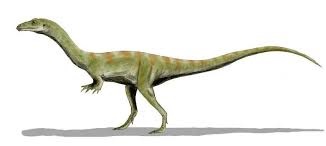 Paronychodon dinosaurs