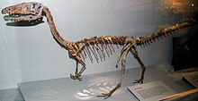 Podokesaurus dinosaurs
