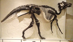 Prosaurolophus dinosaurs