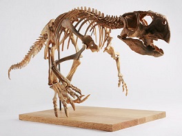 Psittacosaurus dinosaurs