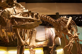 Saurophaganax dinosaurs