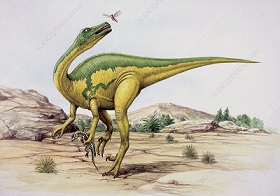 Saurornithoides dinosaurs