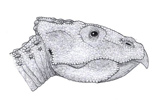 Magnirostris 