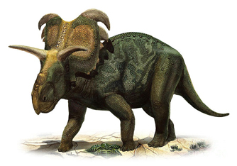 Medusaceratops 