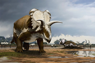 Medusaceratops Dinosaur