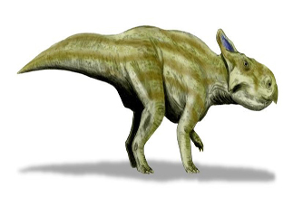 Montanoceratops Dinosaur