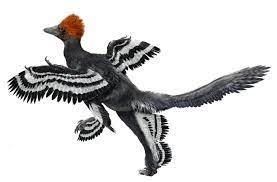 Anchiornis dinosaurs 