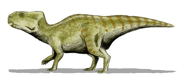  Anchiceratops dinosaurs 