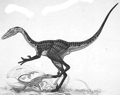 Borogovia   dinosaurs 